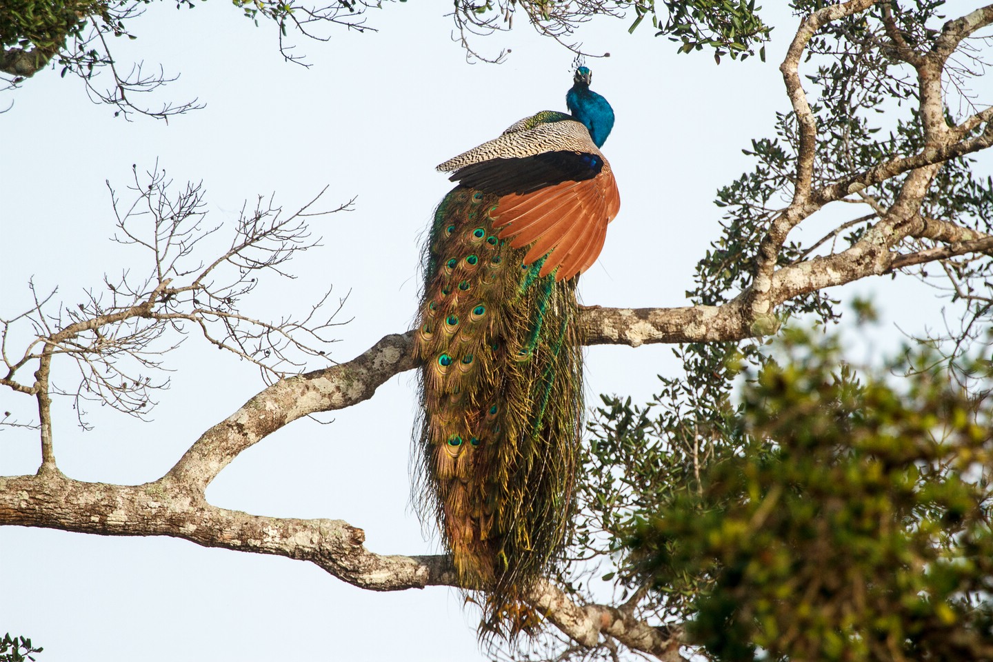 Blauer Pfau